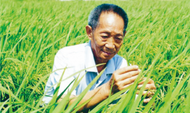 濰坊袁隆平現(xiàn)代高效數(shù)字化海水（鹽堿）稻示范園區(qū)